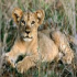 Baby lion